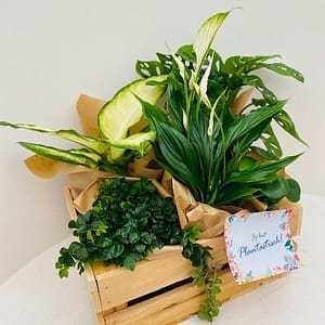 Plantenbox           (€29,5 per box)