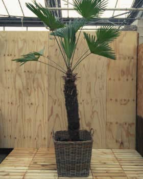 Tracycarpus palm